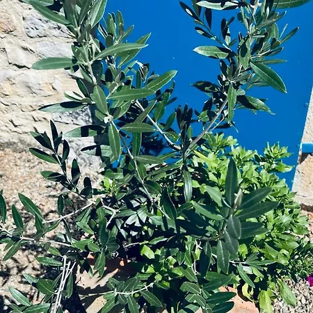 Du Lion D'or Oda ve Kahvaltı Lanzac