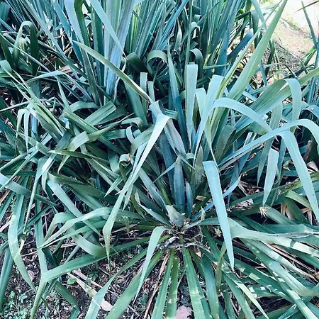 Oda ve Kahvaltı Du Lion D'or 3*